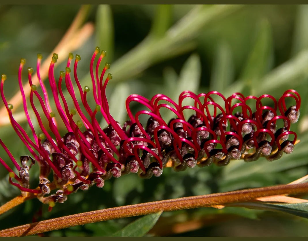 Grevillea (Grevillea Bloodline)