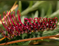 Grevillea (Grevillea Bloodline)