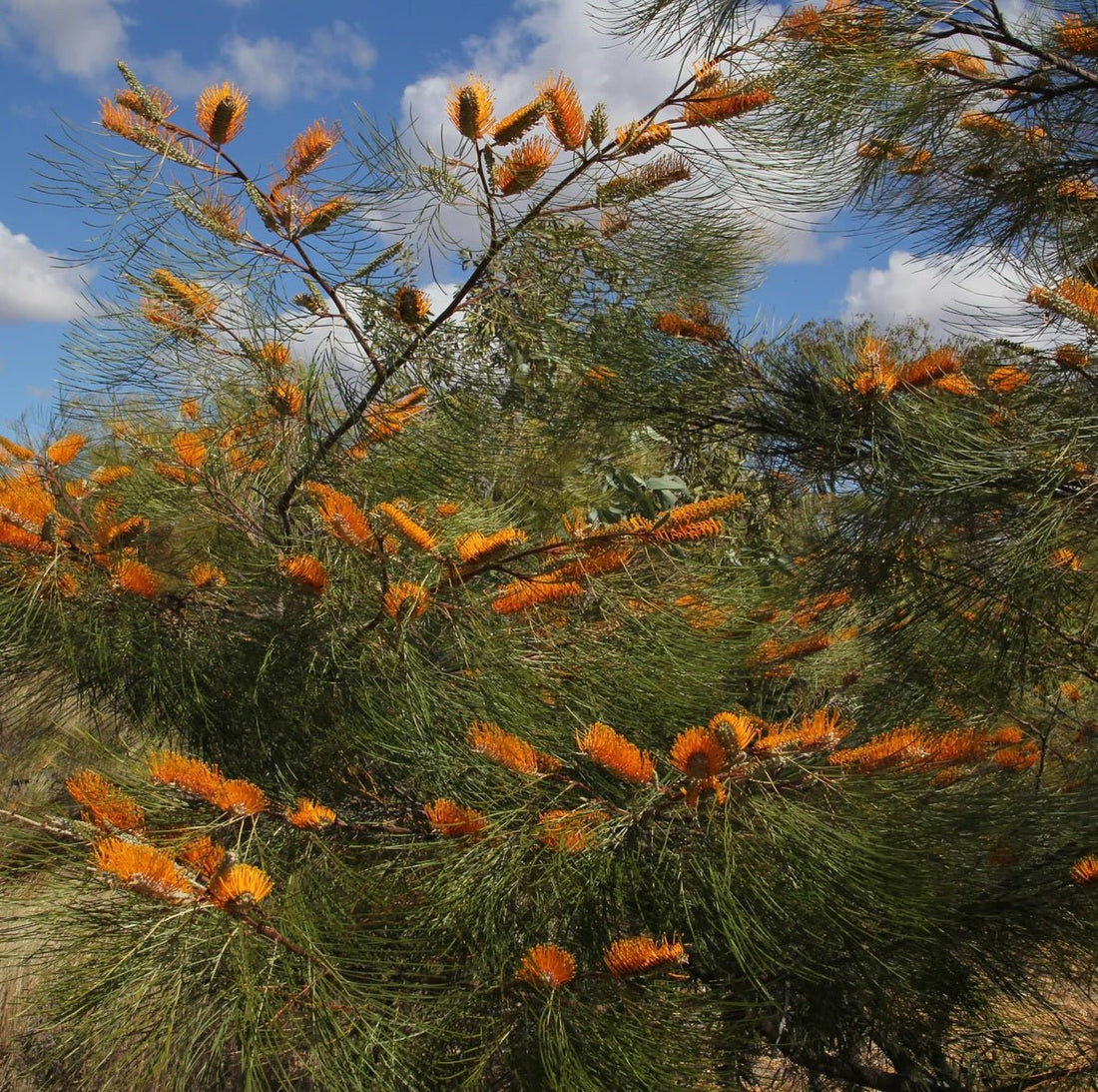 Grevillea (Grevillea pteridifolia) - Ladybird Nursery
