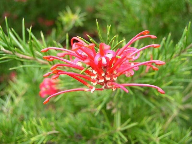 Grevillea Allyn Radiance - Ladybird Nursery