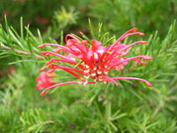 Grevillea Allyn Radiance