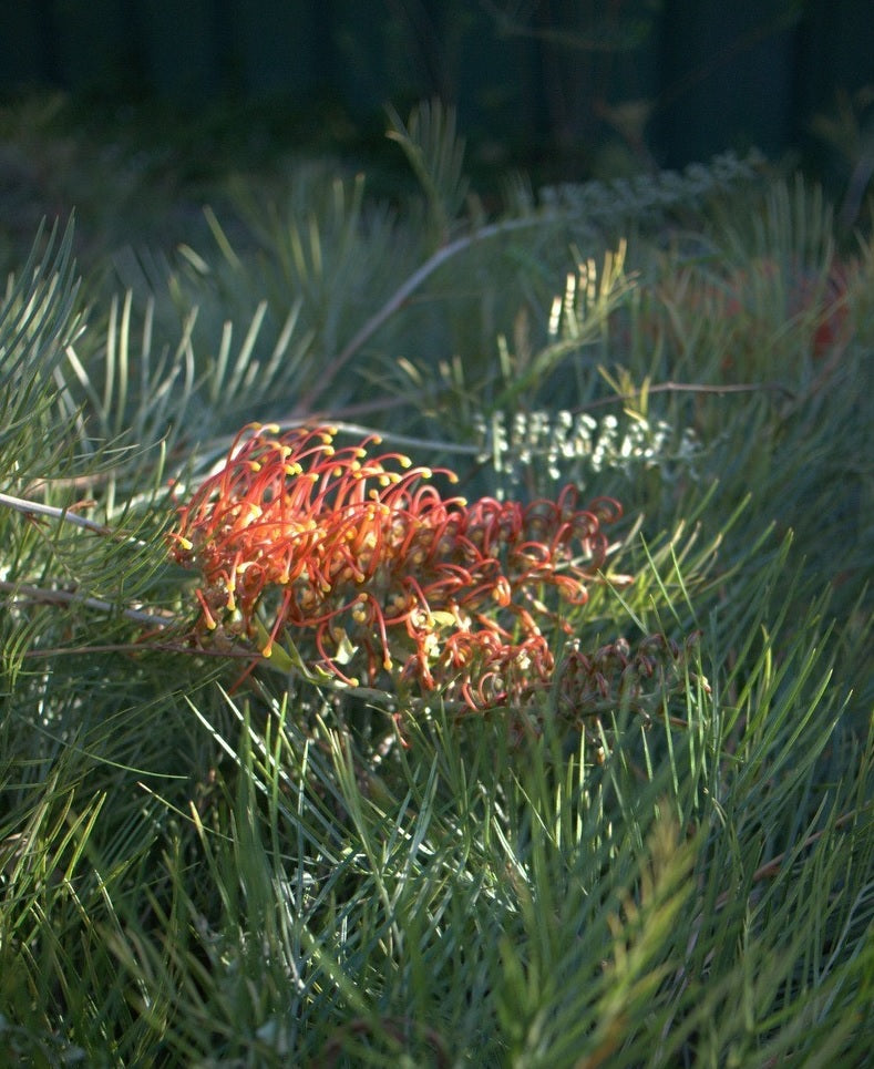Grevillea 'Amber Blaze'