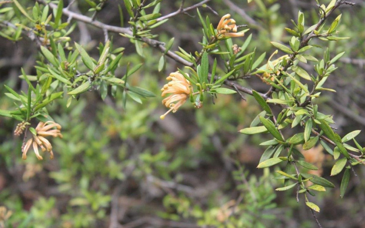 Grevillea 'Apricot Tingle'