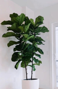 Fiddle Leaf Fig (Ficus lyrata)
