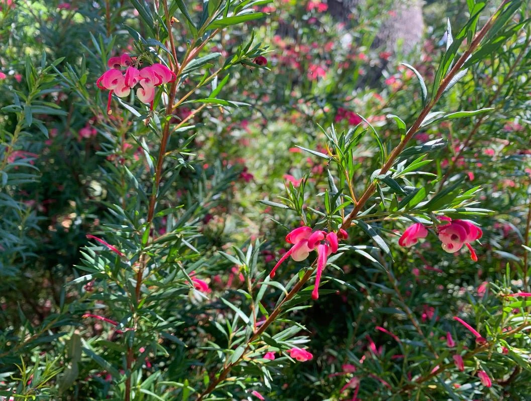 Grevillea Assorted (Grevillea spp.) - Ladybird Nursery