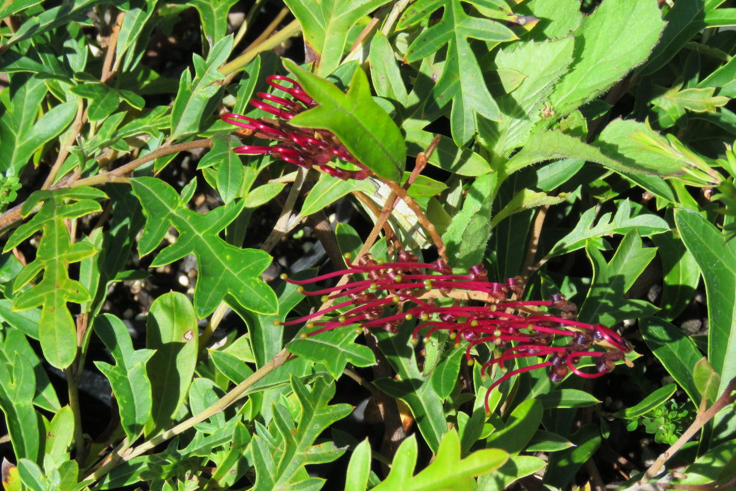 Grevillea Aussie Crawl