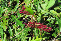 Grevillea Aussie Crawl