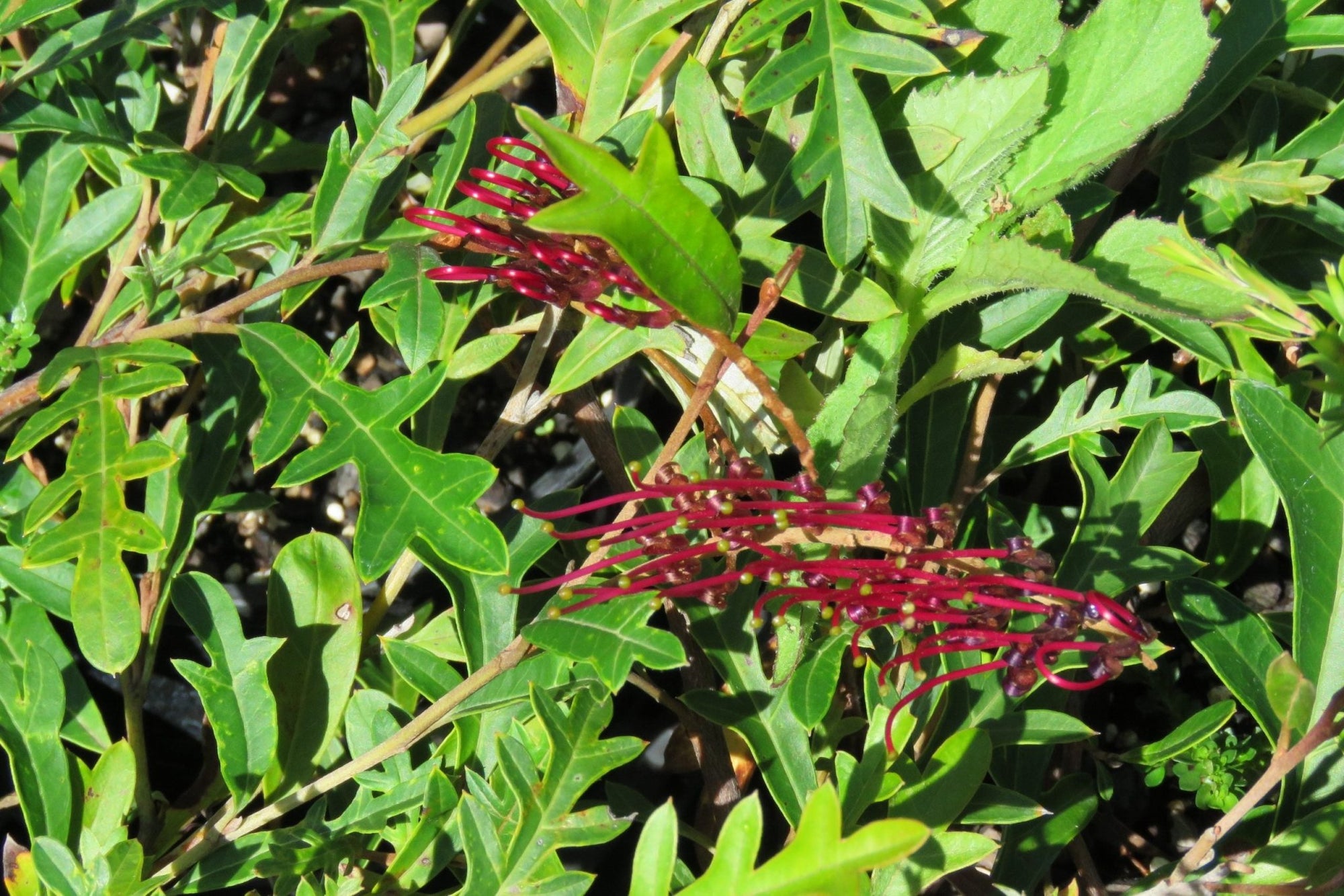 Grevillea Aussie Crawl - Ladybird Nursery