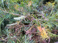 Grevillea Autumn Waterfall