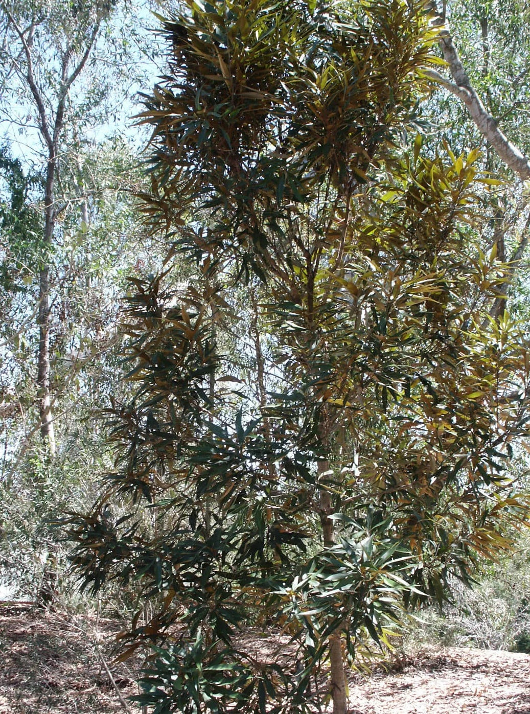 Grevillea baileyana