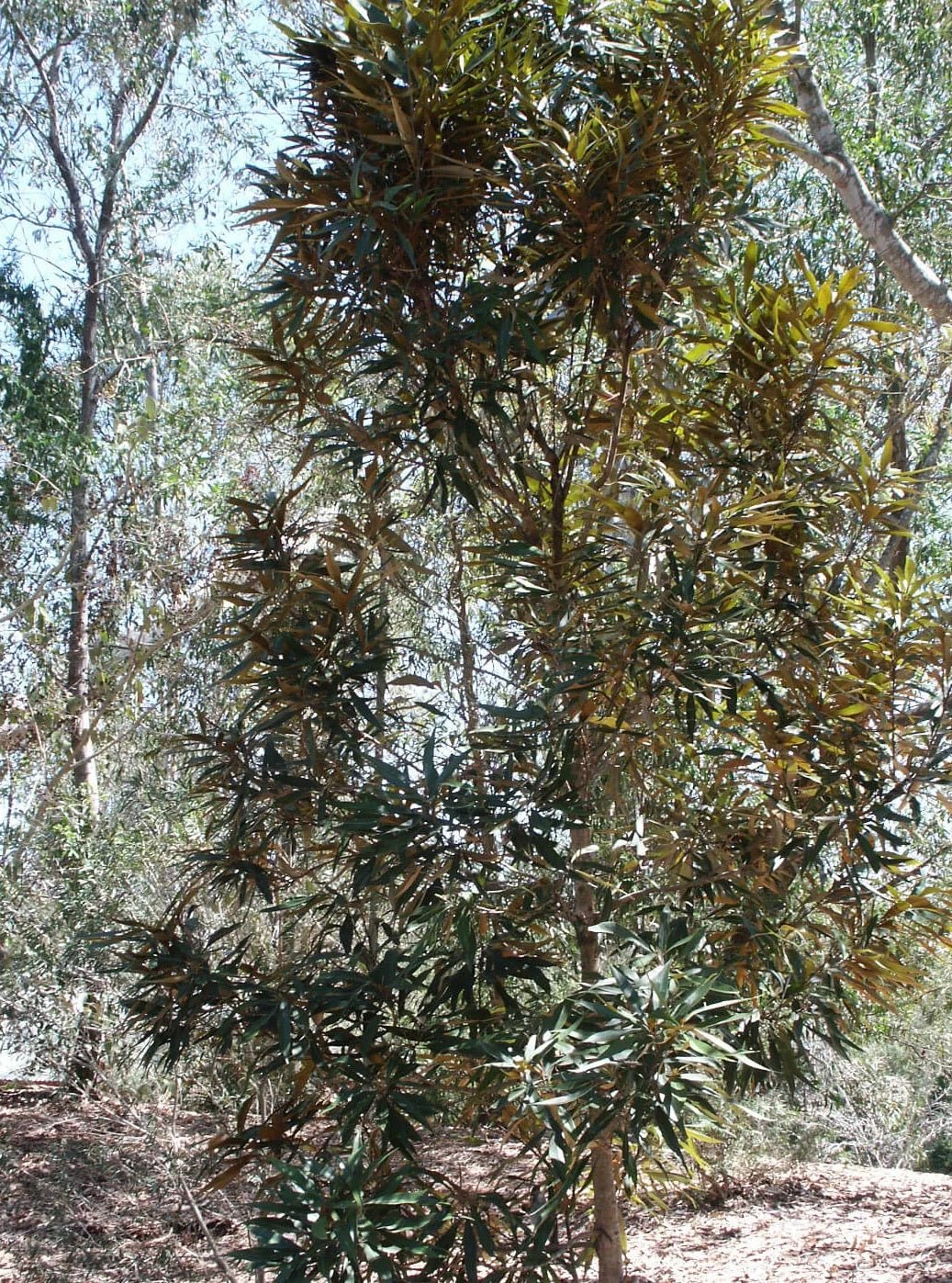 Grevillea baileyana - Ladybird Nursery