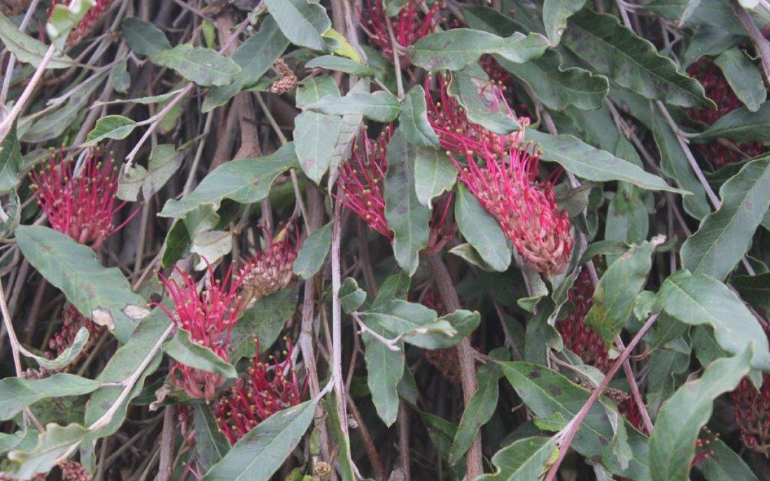 Grevillea Bedspread - Ladybird Nursery