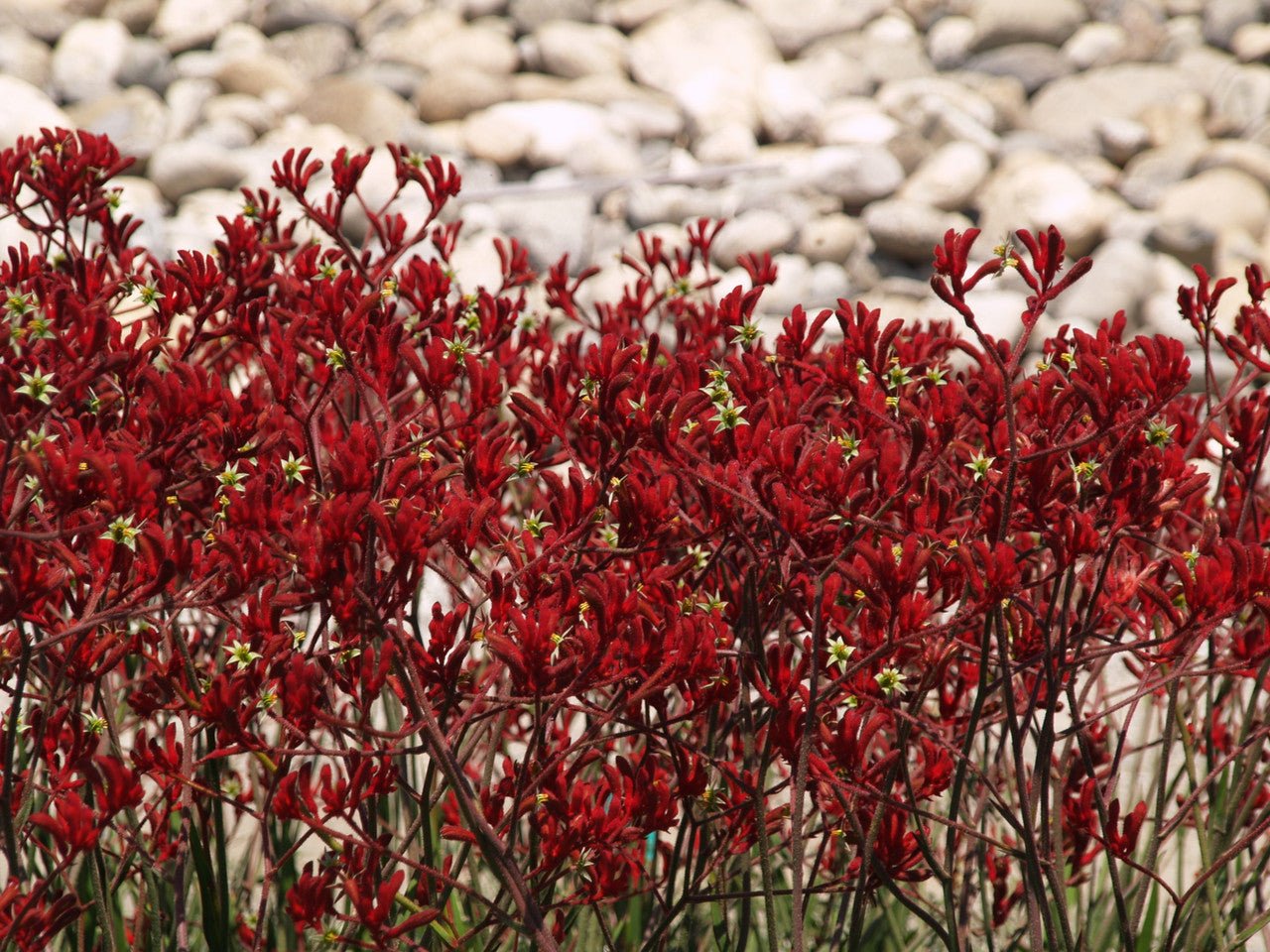 Grevillea Big Red - Ladybird Nursery