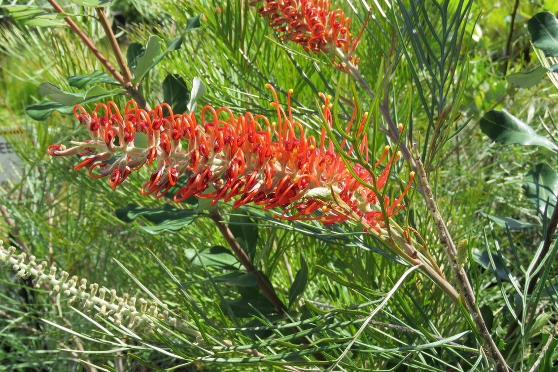 Grevillea Blood Orange (large) 200mm - Ladybird Nursery