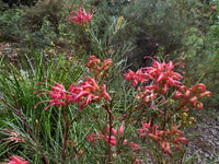 Grevillea Bon Accord