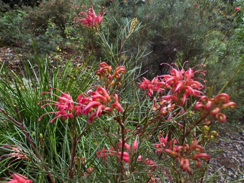 Grevillea Bon Accord - Ladybird Nursery