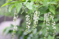 Fiddlewood (Citharexylum quadrangulare)