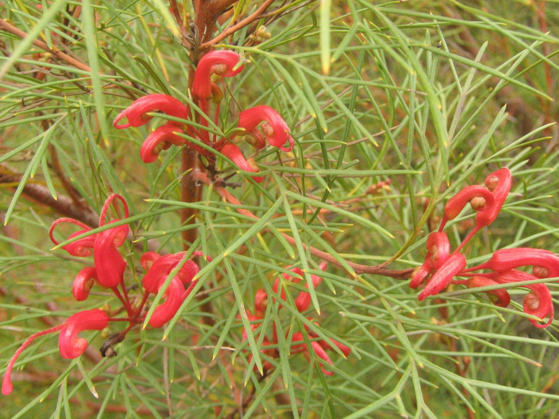 Grevillea Bonfire - Ladybird Nursery