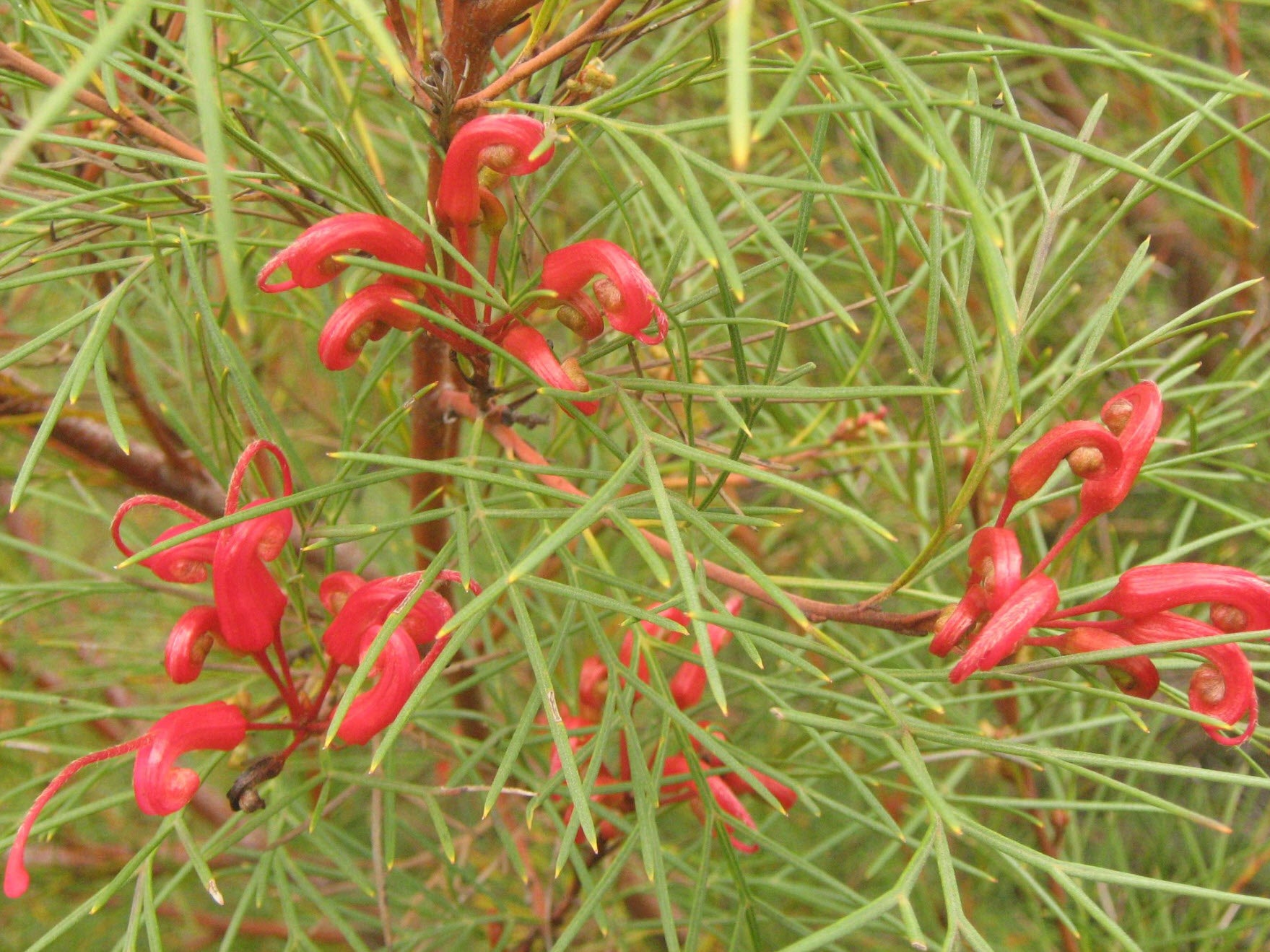 Grevillea Bonfire
