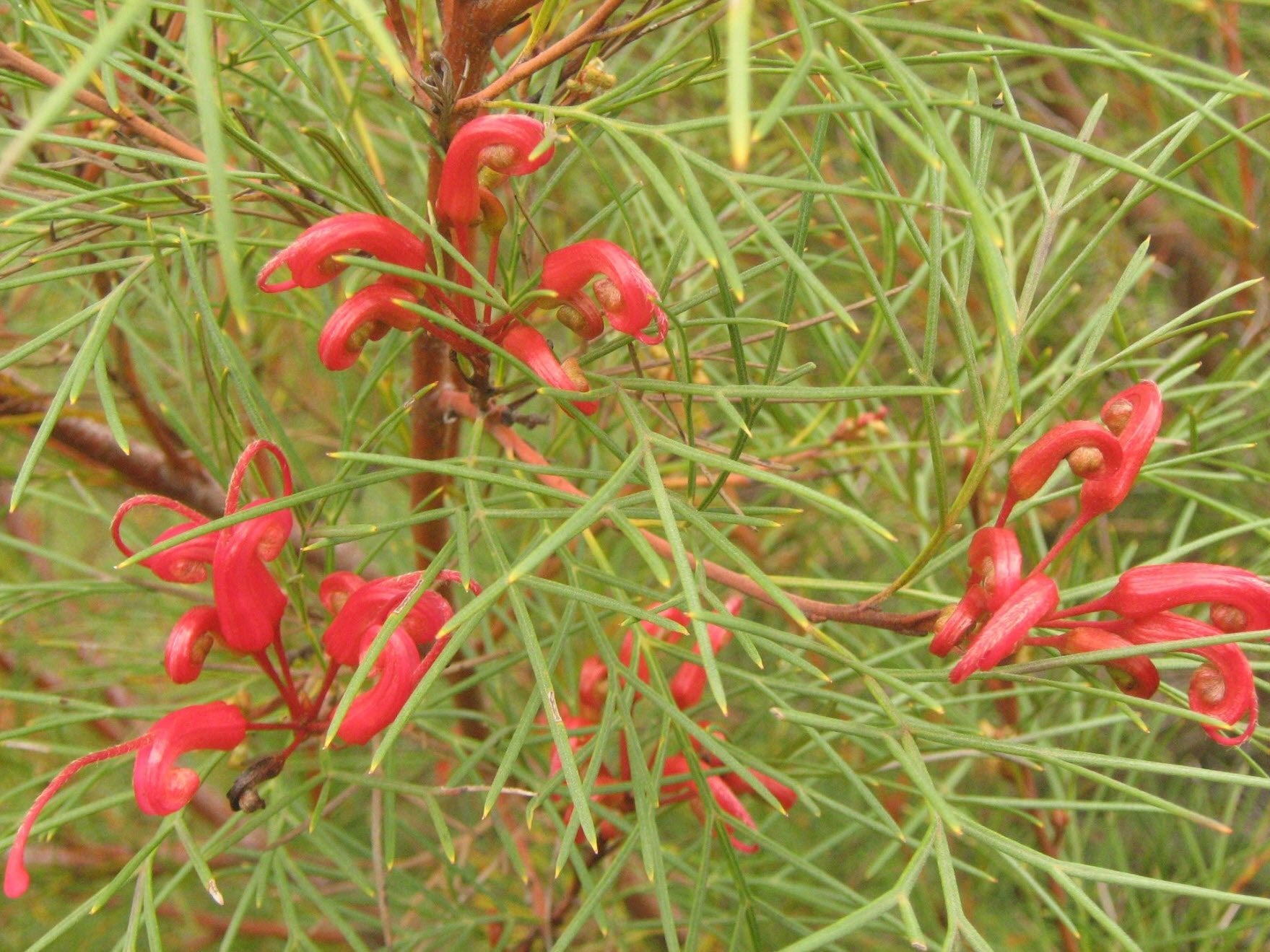 Grevillea Bonfire - Ladybird Nursery