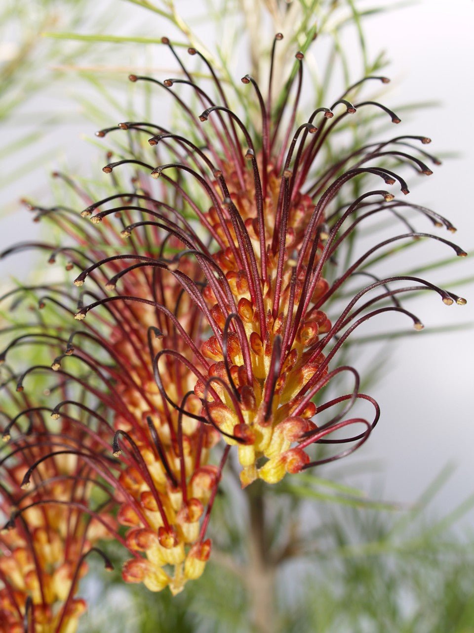 Grevillea Bronze Rover Standards - Ladybird Nursery