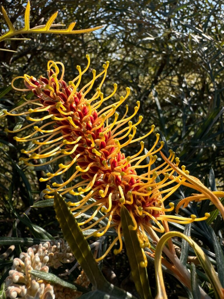 Grevillea Coastal Lemon Glimpse