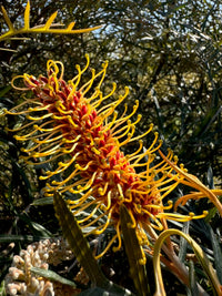 Grevillea Coastal Lemon Glimpse
