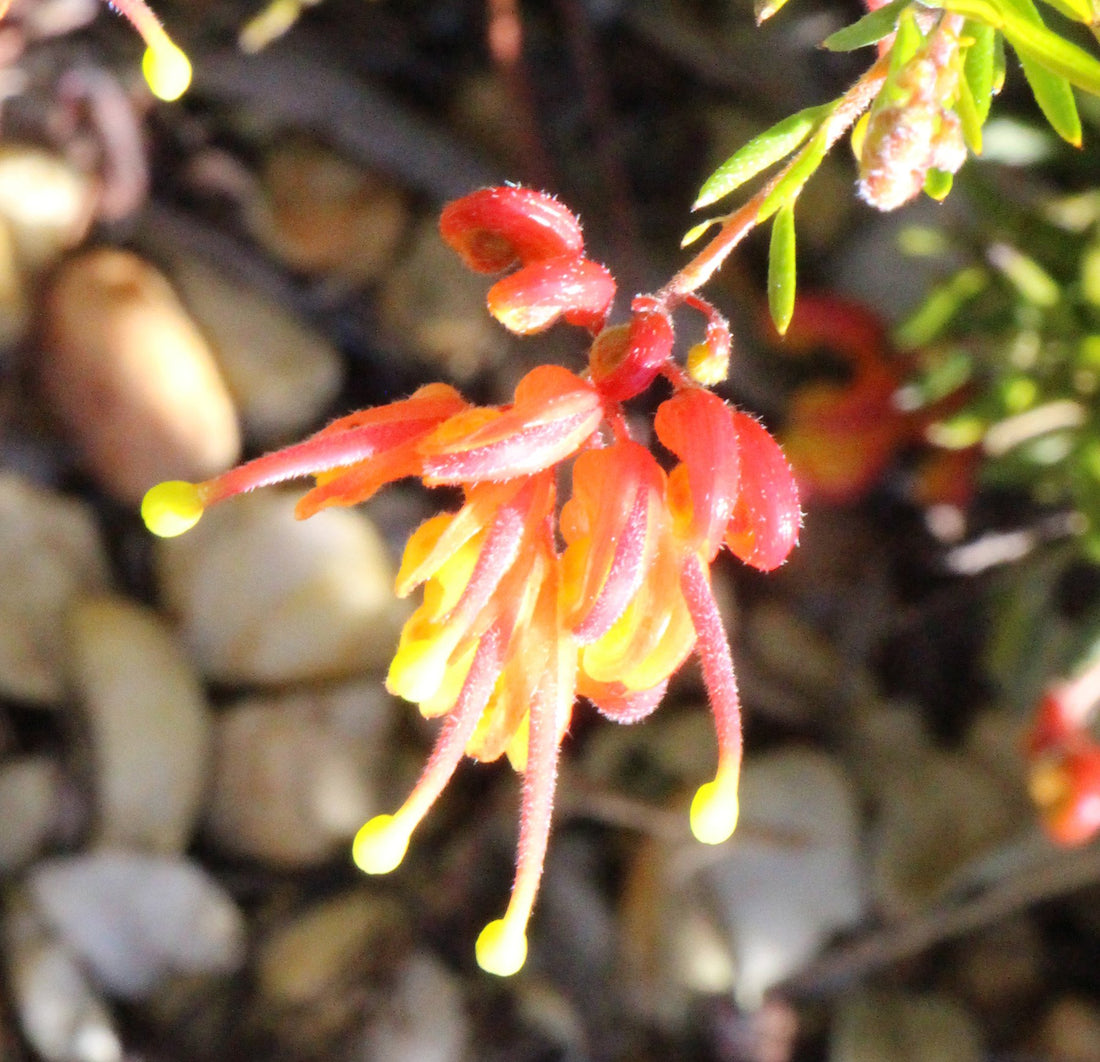 Grevillea Crackles - Ladybird Nursery