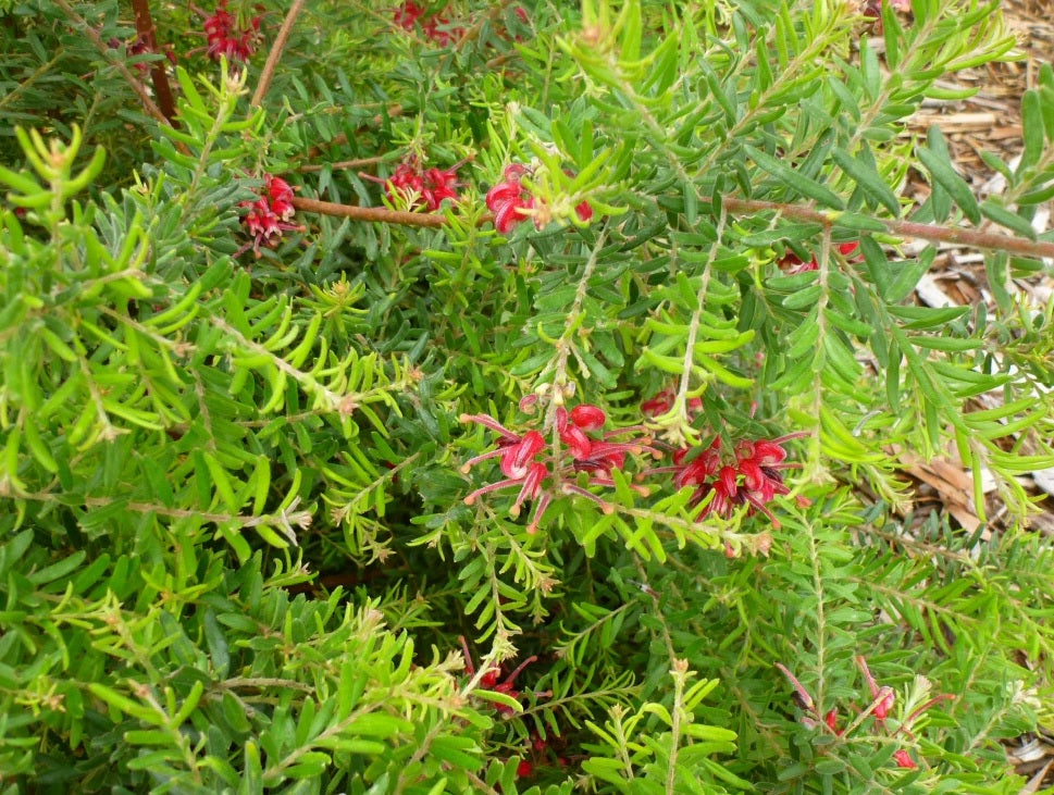 Grevillea Ellendale Dragon
