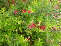 Grevillea Ellendale Dragon