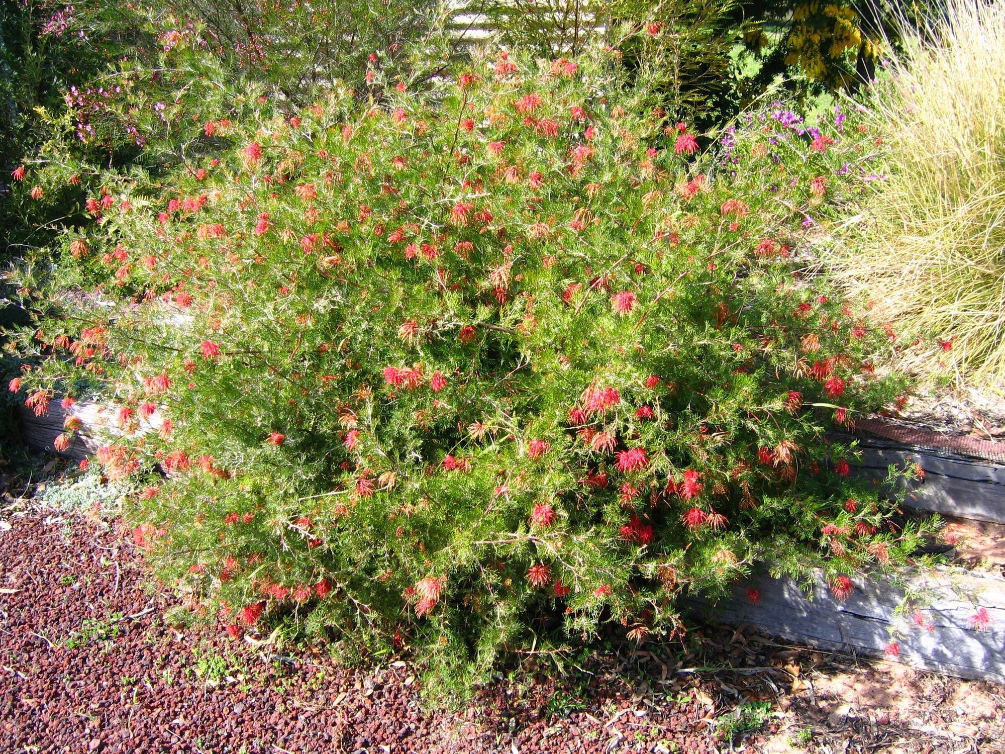 Grevillea Ellendale fililoba - Ladybird Nursery