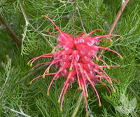 Grevillea Emma Charlotte