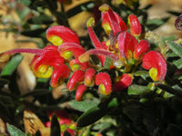 Grevillea Fireworks - Ladybird Nursery