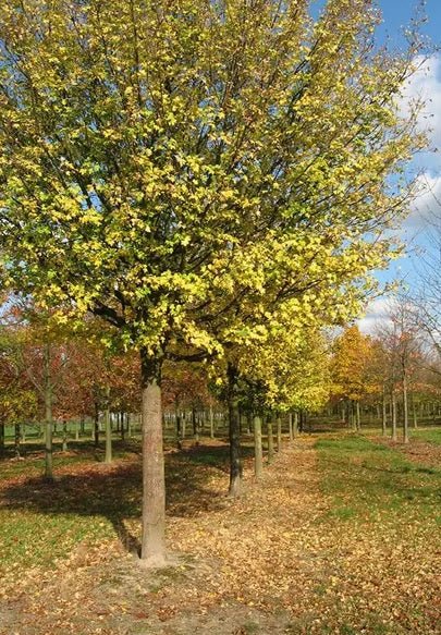 Field Maple (Acer campestre) - Ladybird Nursery