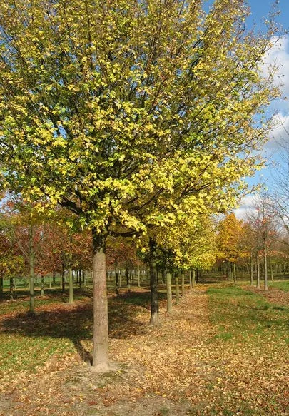 Field Maple (Acer campestre)