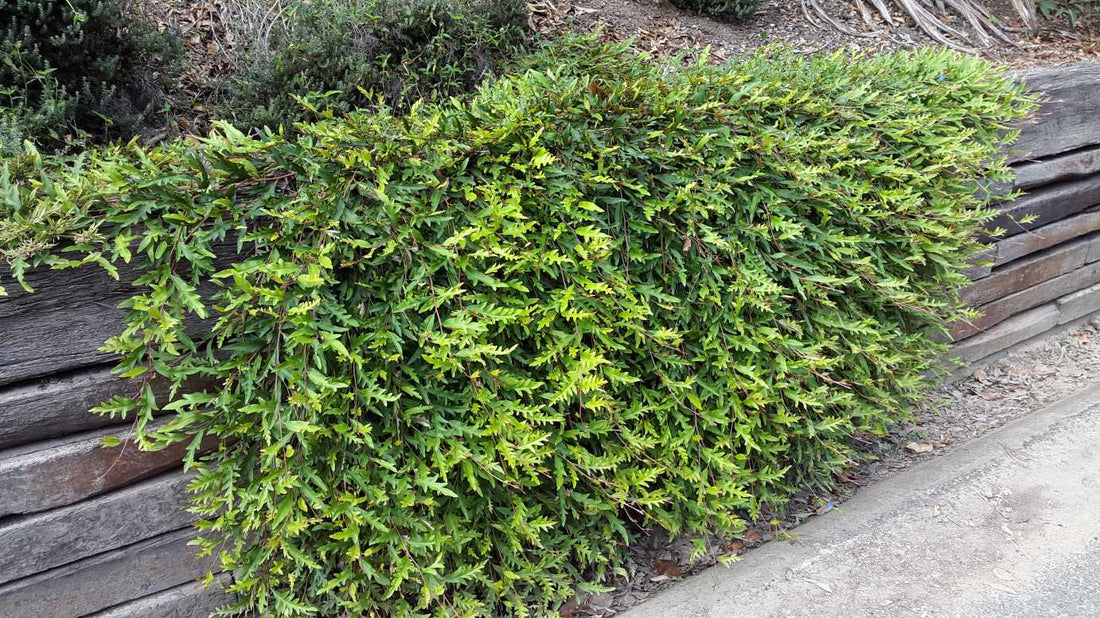 Grevillea Gaudi Chaudi - Ladybird Nursery