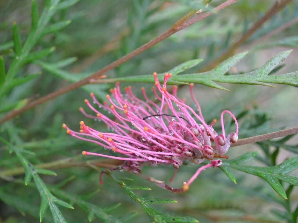 Grevillea 'Ivanhoe' - Ladybird Nursery