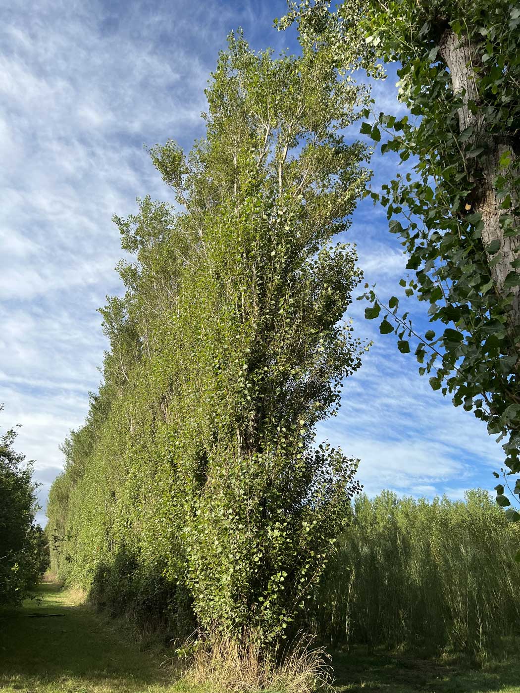 Hybrid Poplar x nigra Crows Nest (Populus euramericana)