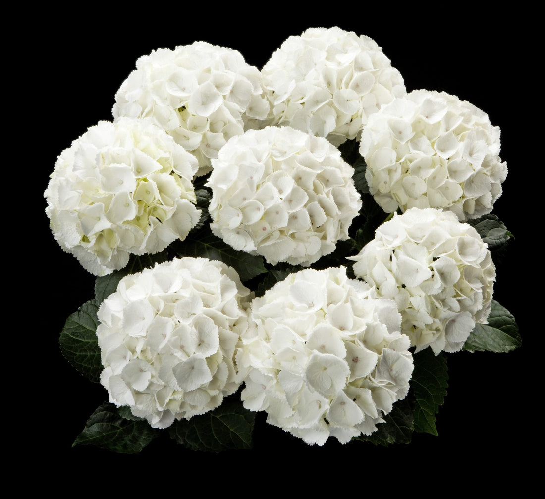 Hydrangea Tea Time™ - Ladybird Nursery