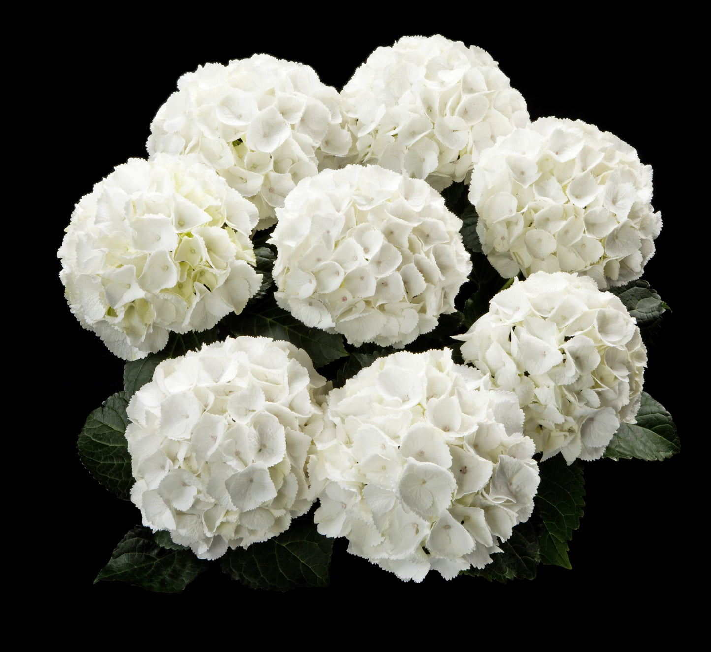 Hydrangea Tea Time™