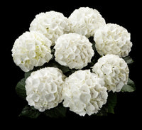 Hydrangea Tea Time™