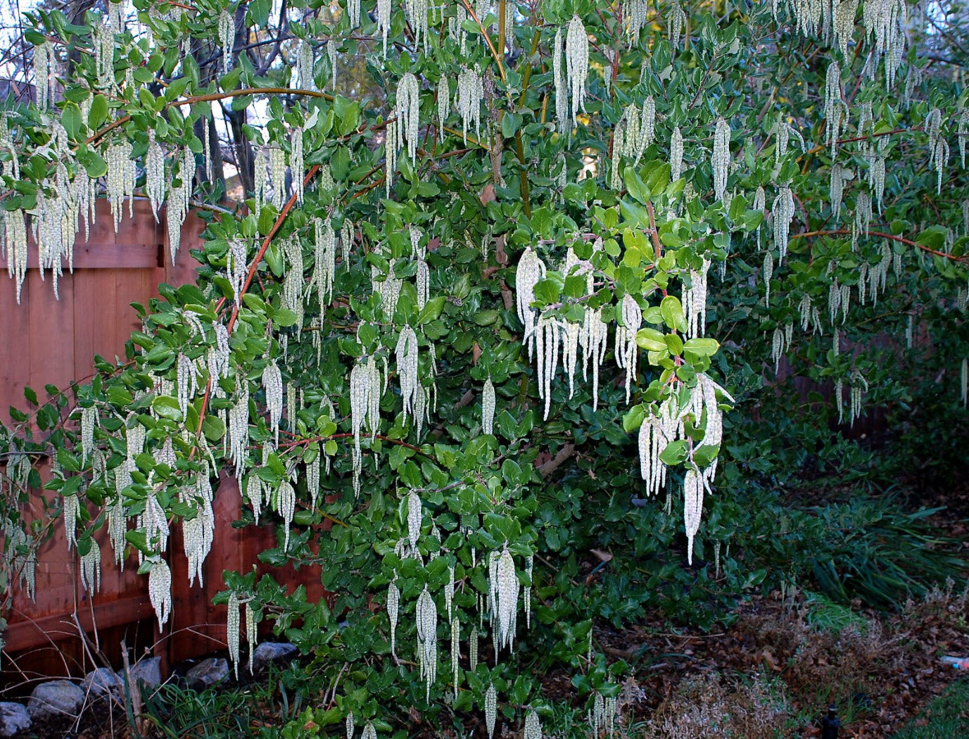 James Roof (Garrya elliptica)