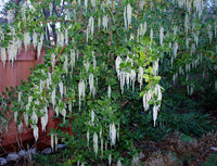 James Roof (Garrya elliptica)