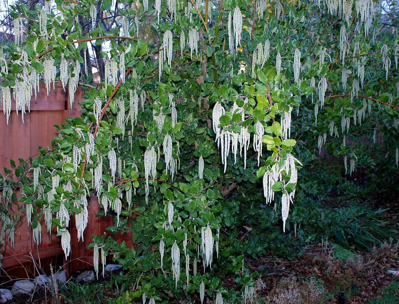 James Roof (Garrya elliptica) - Ladybird Nursery