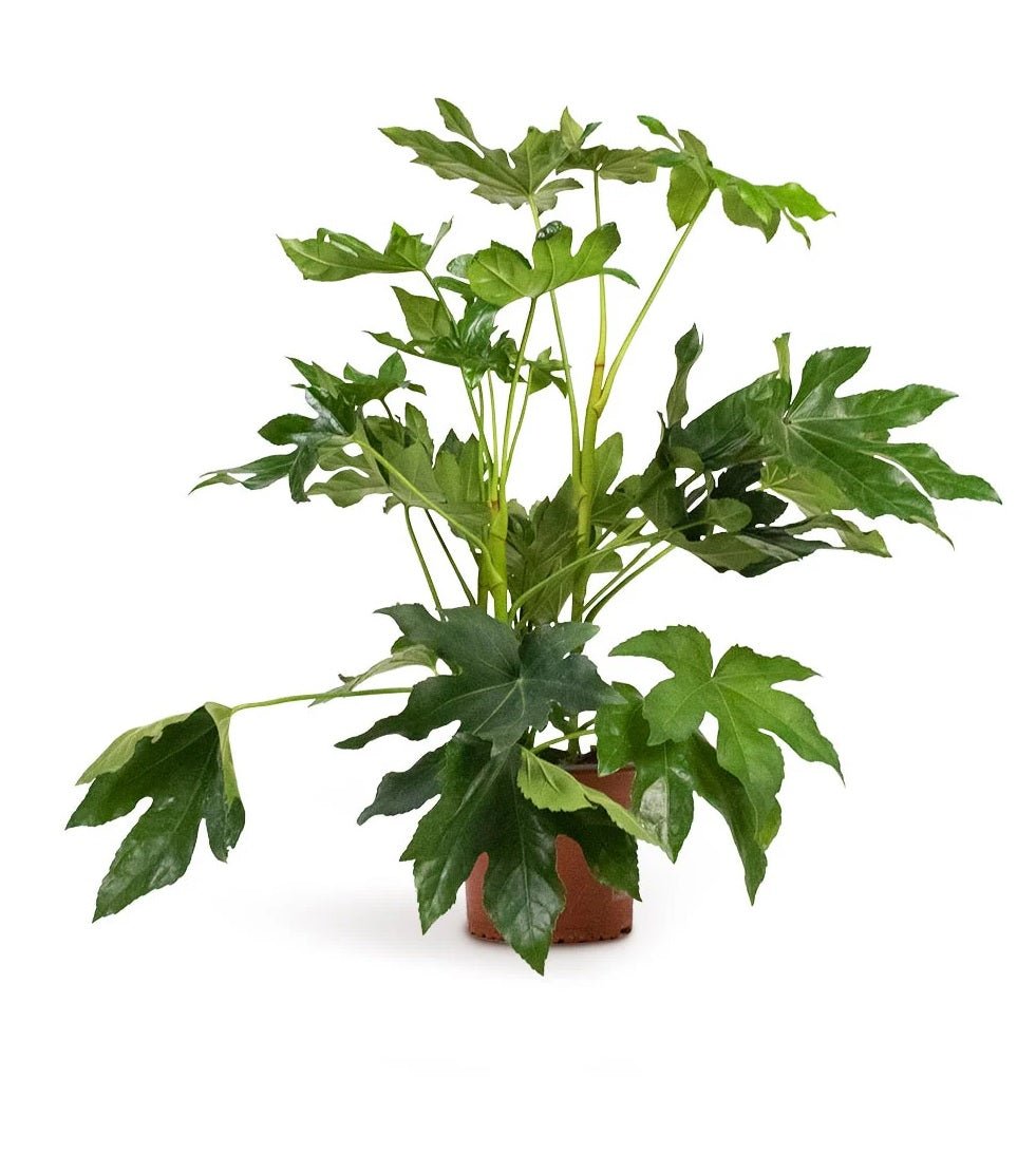 Japanese Aralia (Fatsia japonica) - Ladybird Nursery