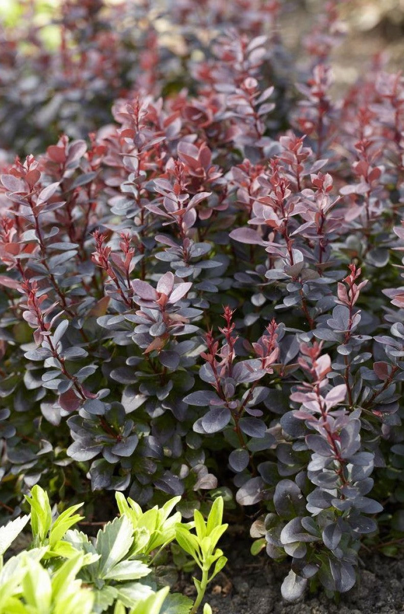 Japanese Barberry atropurpureum Purple (Berberis thunbergii)