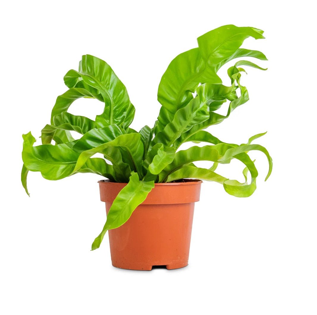 Japanese Bird's Nest Fern Hurricane (Asplenium antiquum) - Ladybird Nursery