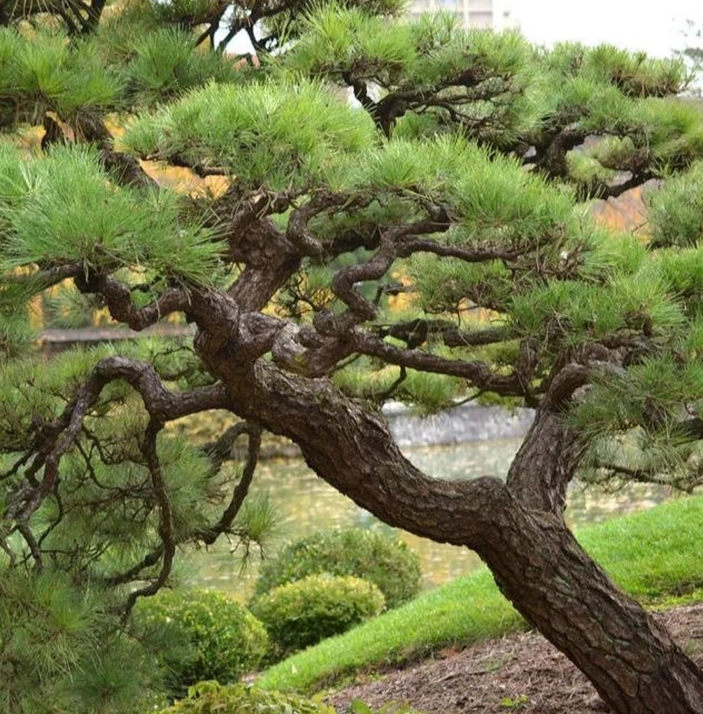 Japanese Black Pine (Pinus thunbergii)
