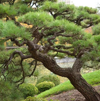 Japanese Black Pine (Pinus thunbergii)