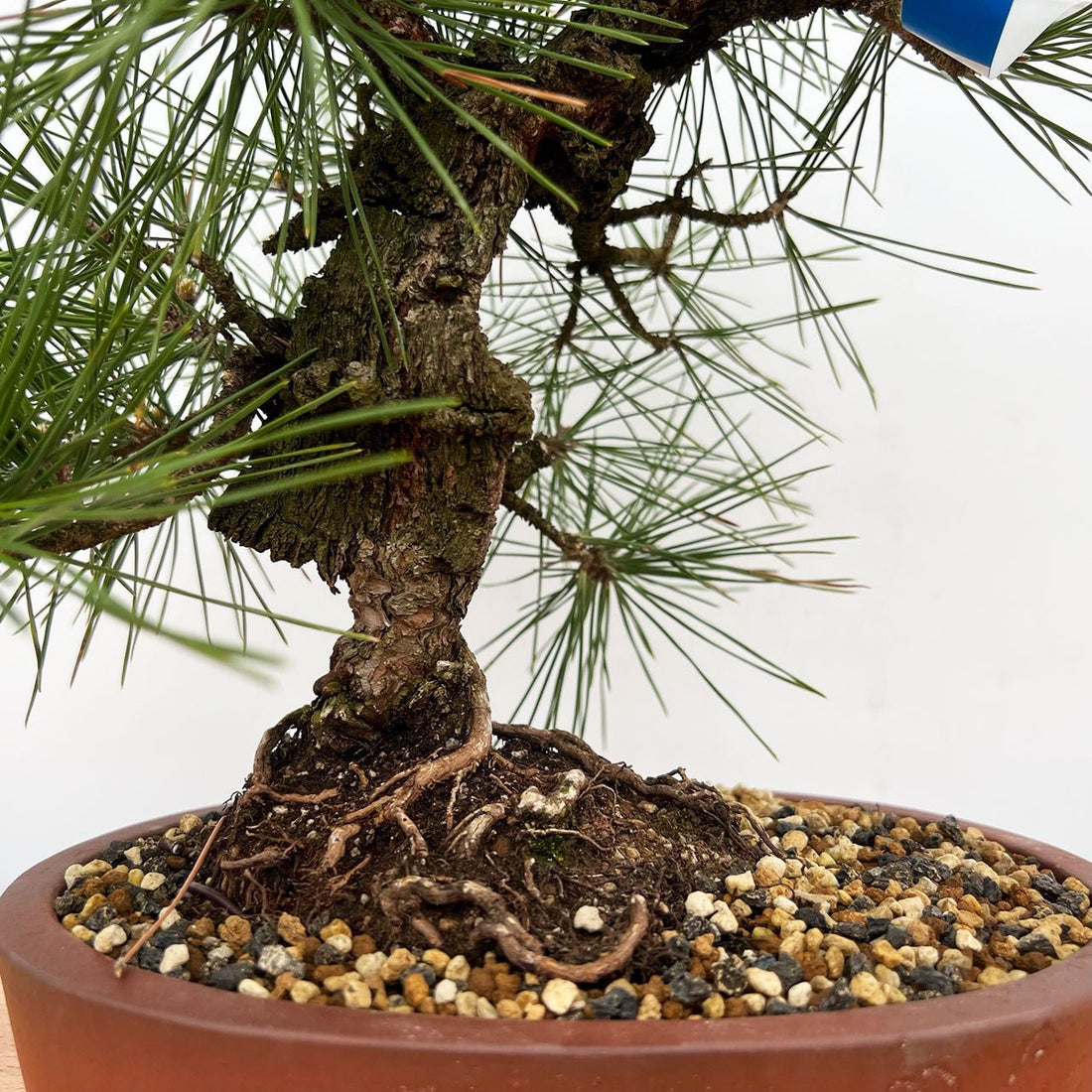 Japanese Black Pine Aocha Nishiki (Pinus thunbergii) - Ladybird Nursery